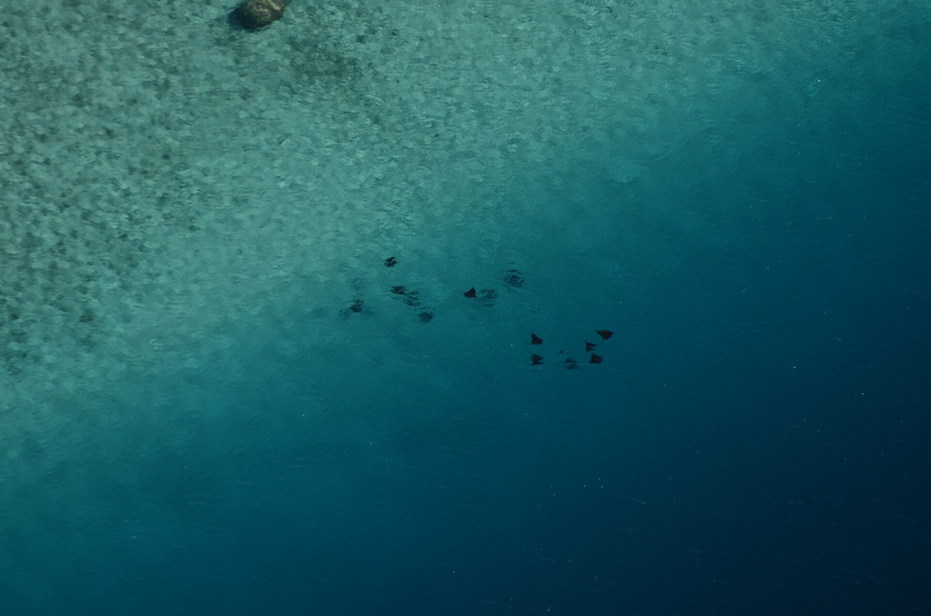 Banc de raies pastenagues dans le grand récif corallien de Gatope, parc marin naturel de la mer de Corail, Nouvelle-Calédonie