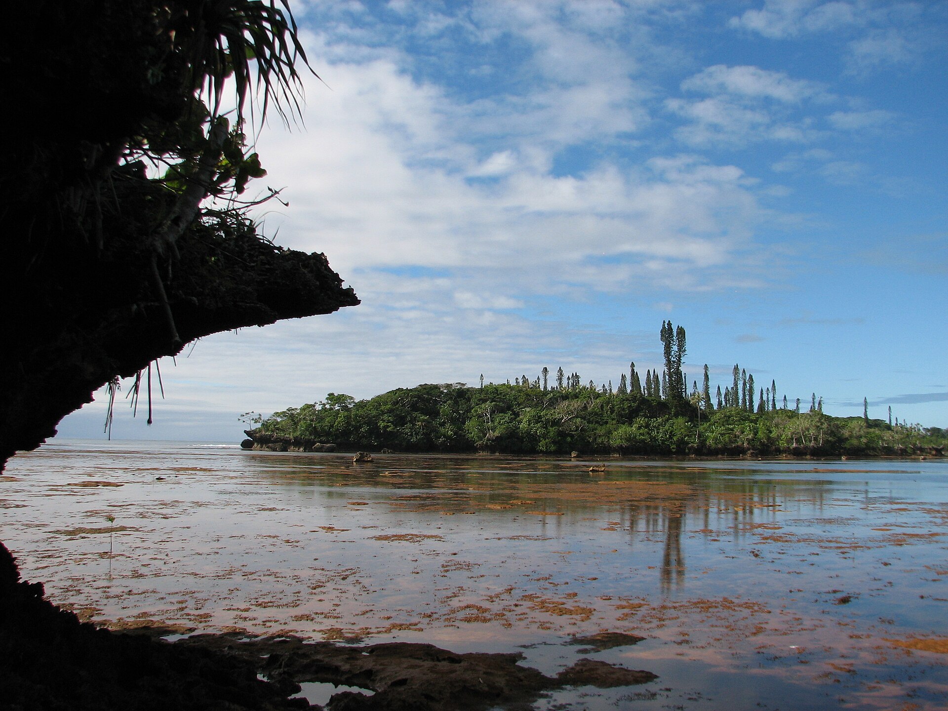 Végétation rupicole à Araucaria sur récif corallien soulevé, Yaté, Nouvelle-Calédonie
