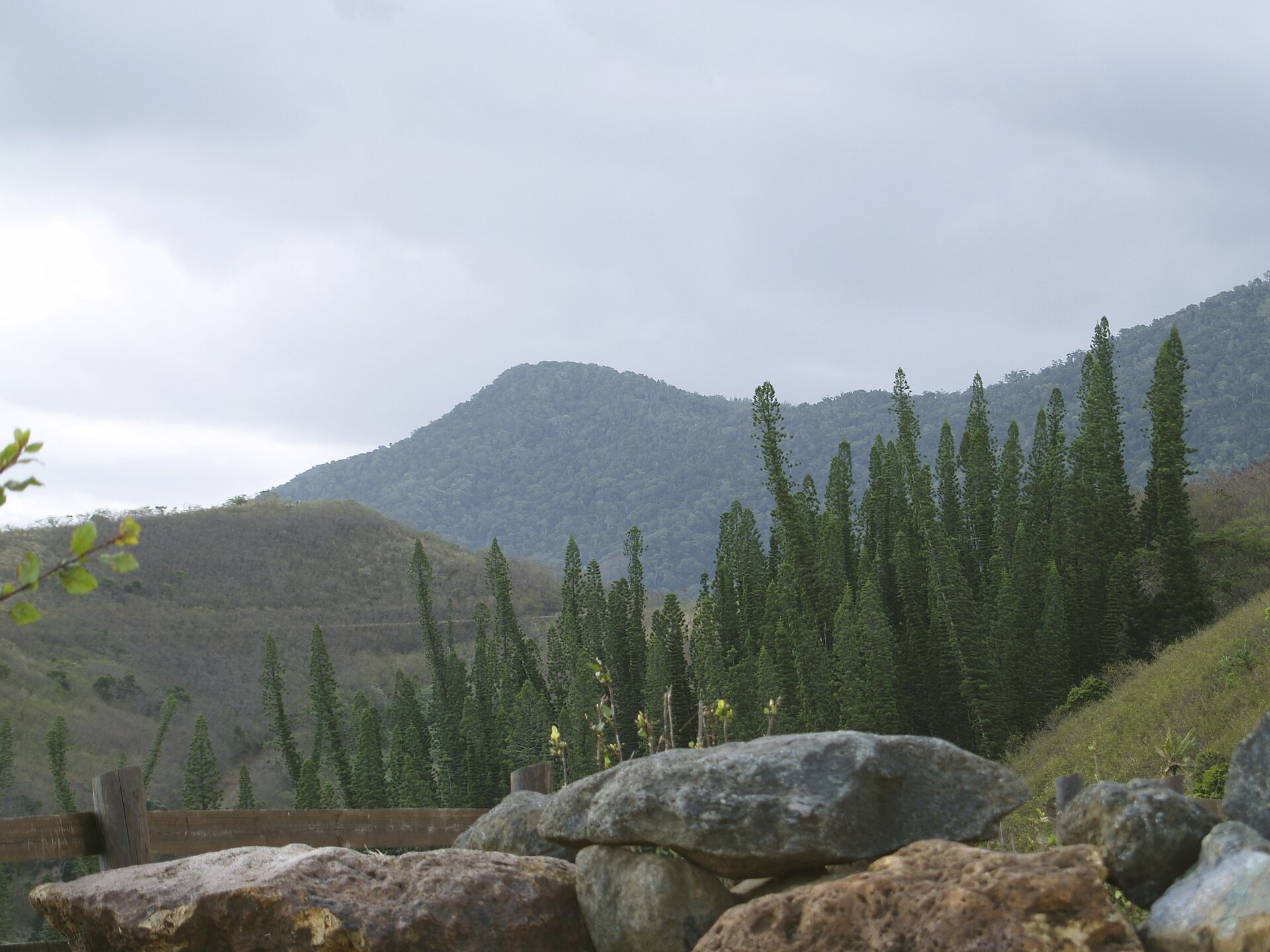 Araucaria columnaris, Baie des Tortues, Bourail, New Caledonia.