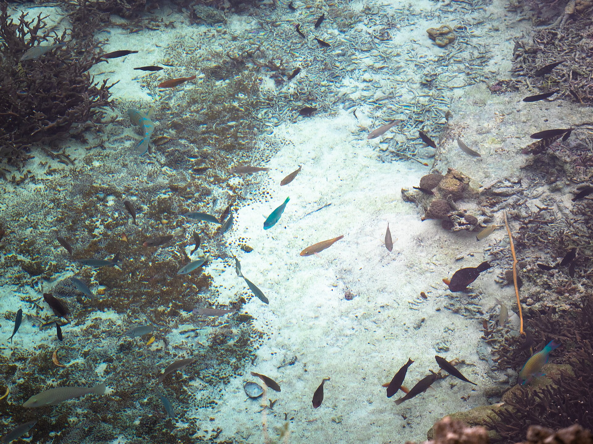 Poissons dans l'eau transparente de l'aquarium naturel de l'île de Maré, Ile Loyauté, Nouvelle Calédonie
