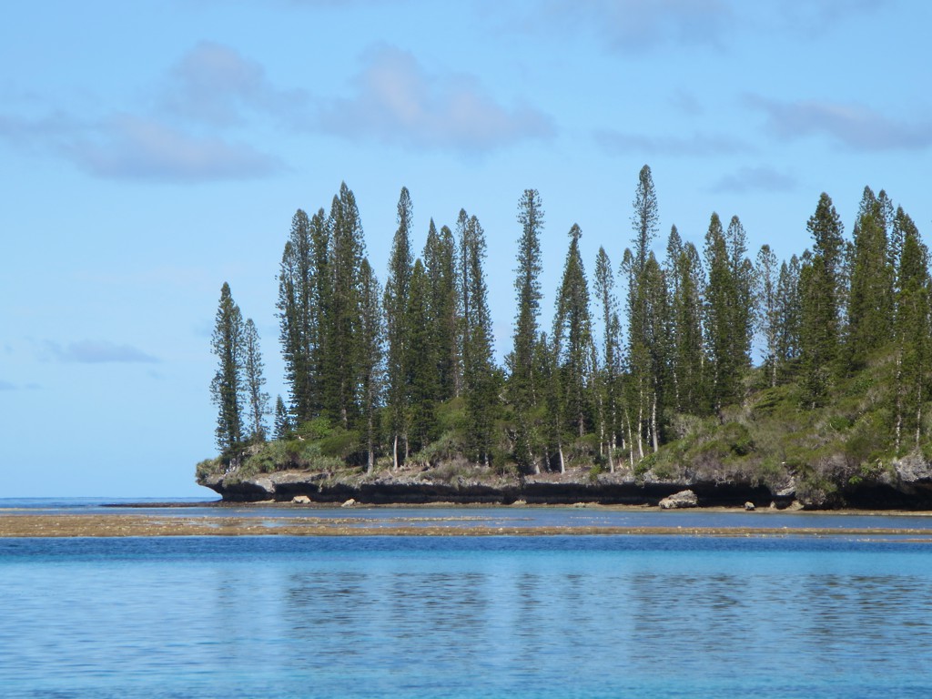 The Isle of Pines in southern New Caledonia, South Pacific gets its name from its distinctive "pine" (Coral-reef Araucaria Araucaria columnaris), such as these growing on