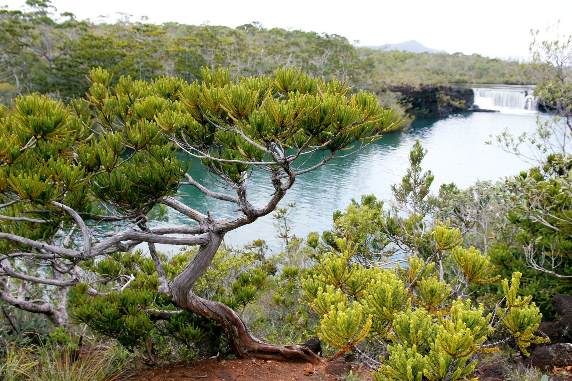 Neocallitropsis pancheri, Madeleine Falls, New Caledonia